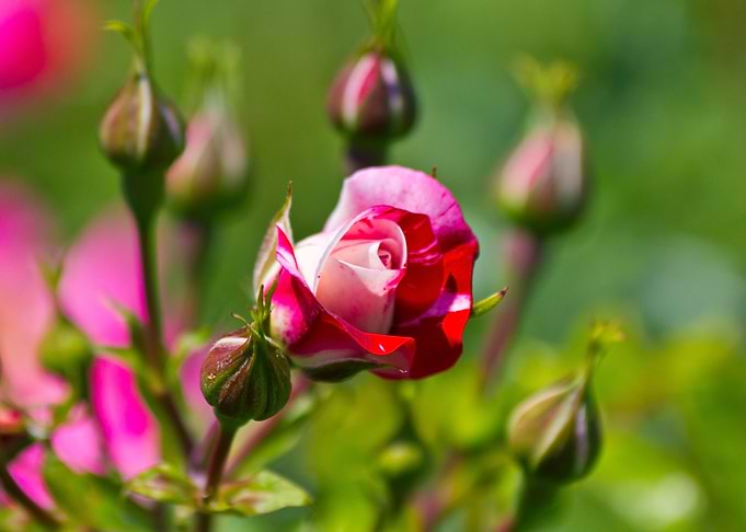 Beautiful rose