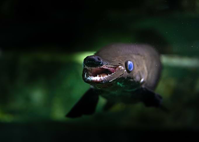 teeth