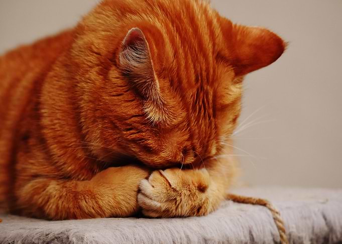 world cat