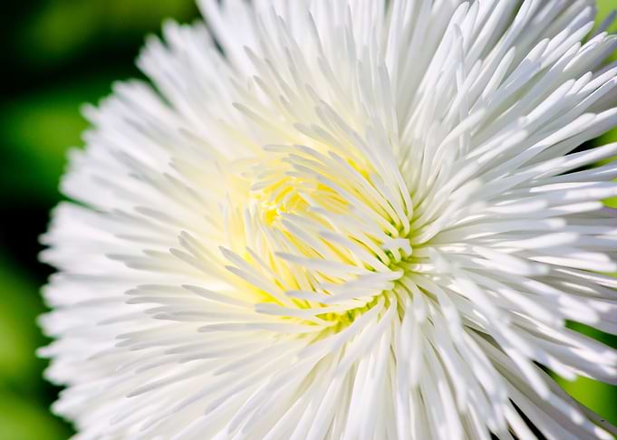 White Marguerite Flower