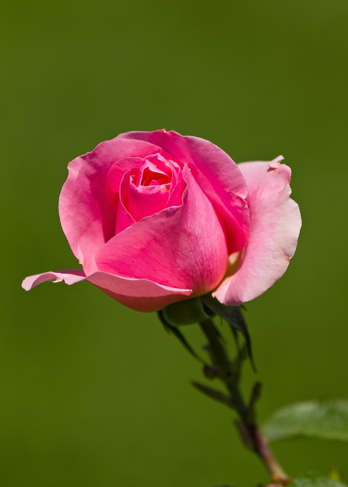 Beautiful rose
