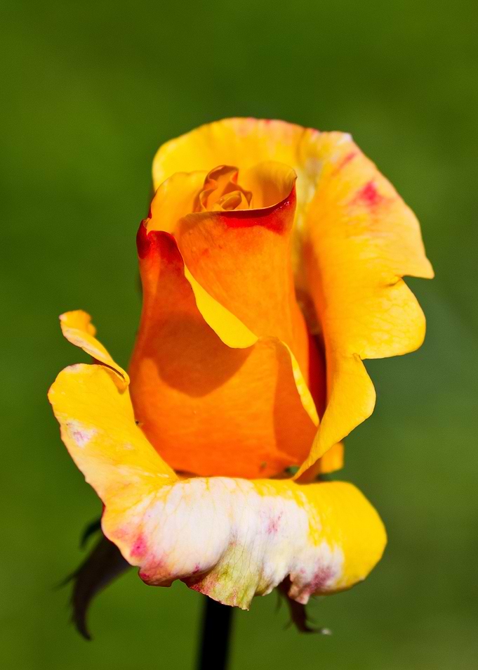 Beautiful rose