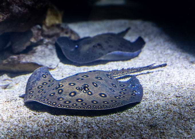 rays