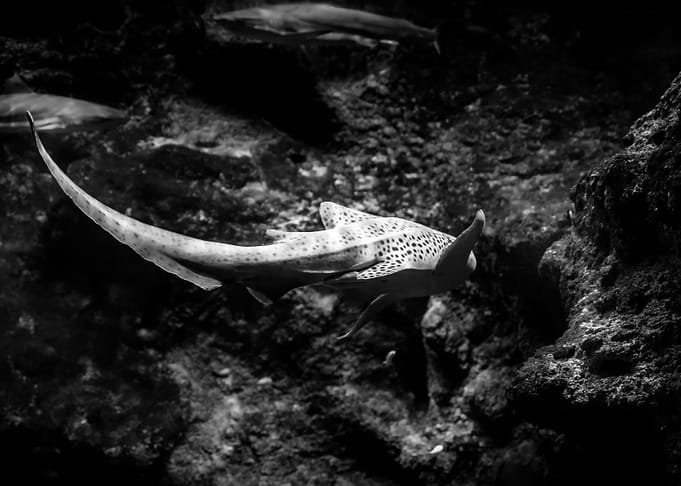shark