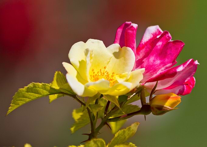 Beautiful rose