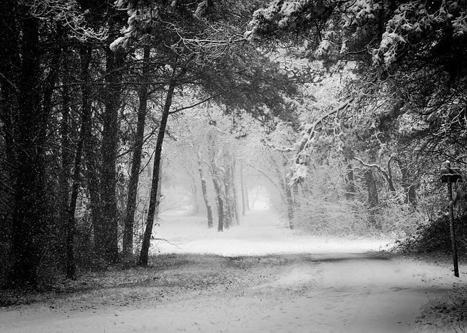 Winter Forest