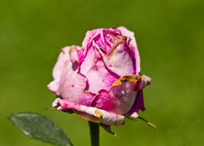 Beautiful rose