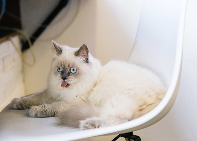 animal white cat