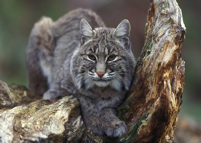 animal cat