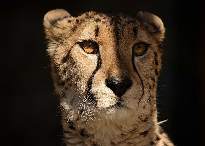 Wildface