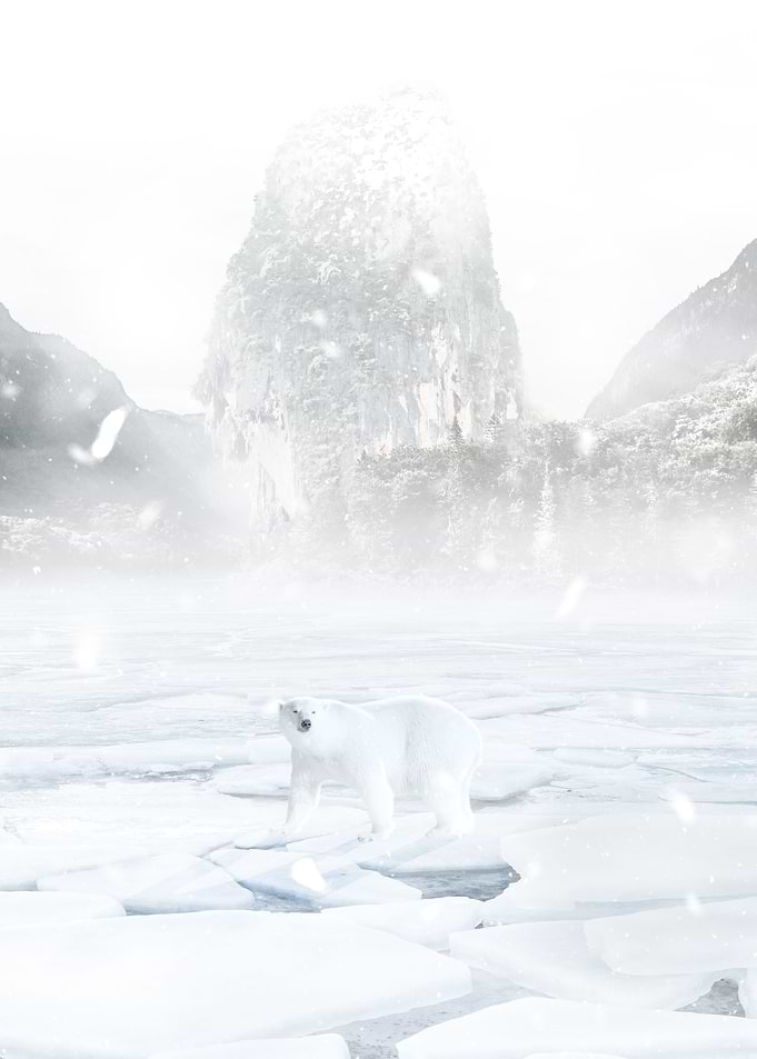 White bear on the ice
