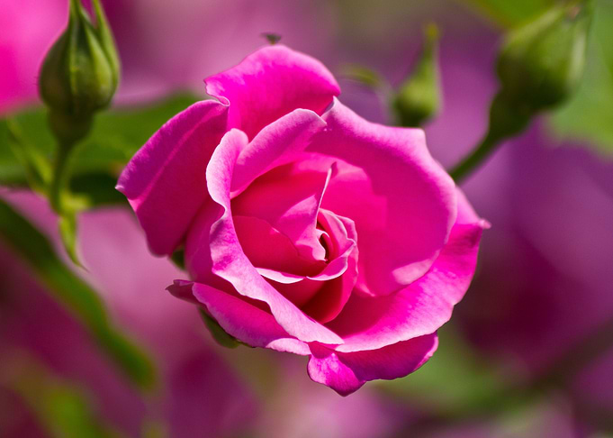 Beautiful rose