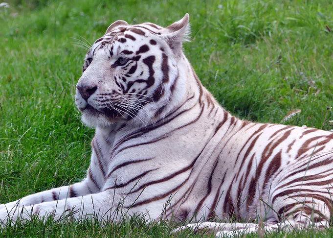 white tiger