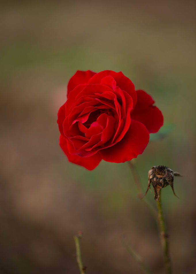 Red Rose