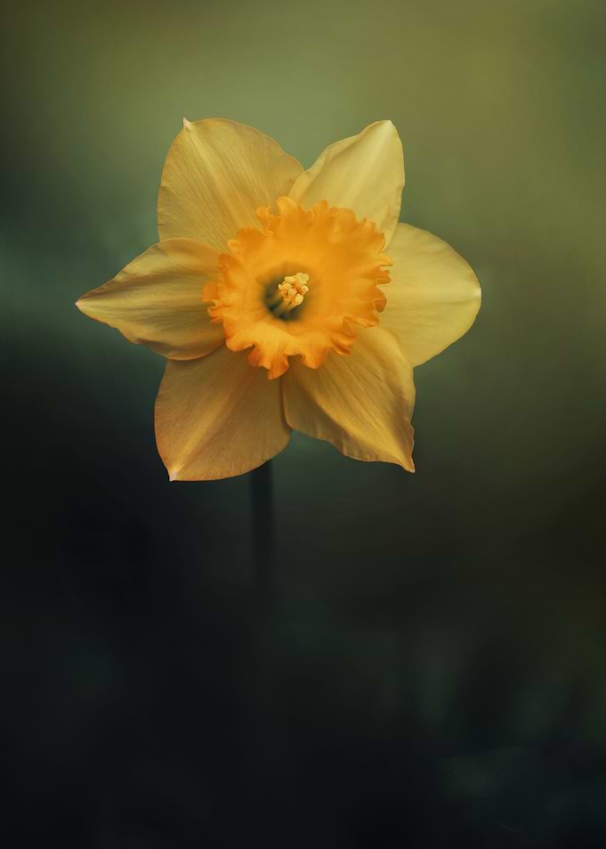 Narcissus