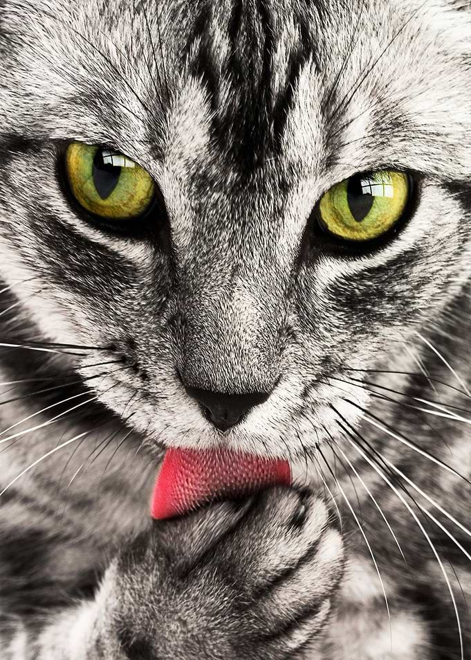 black white cat