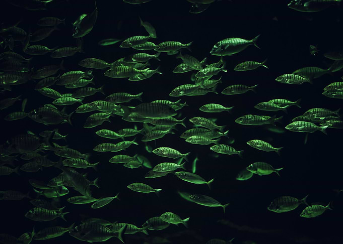 Fish Swarm