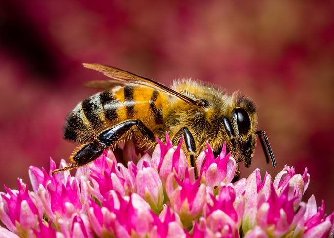 Honey Bee at Work