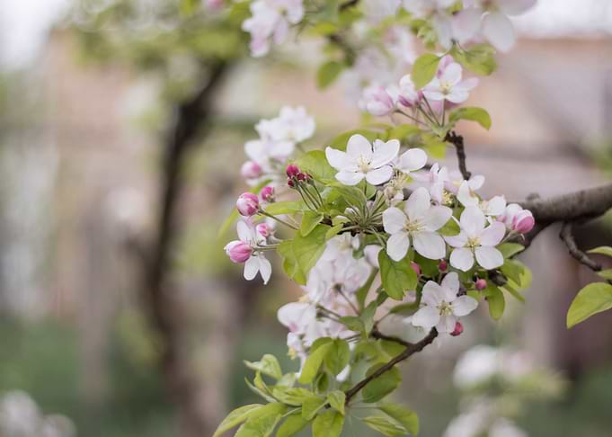 Tree flowers on peach tree