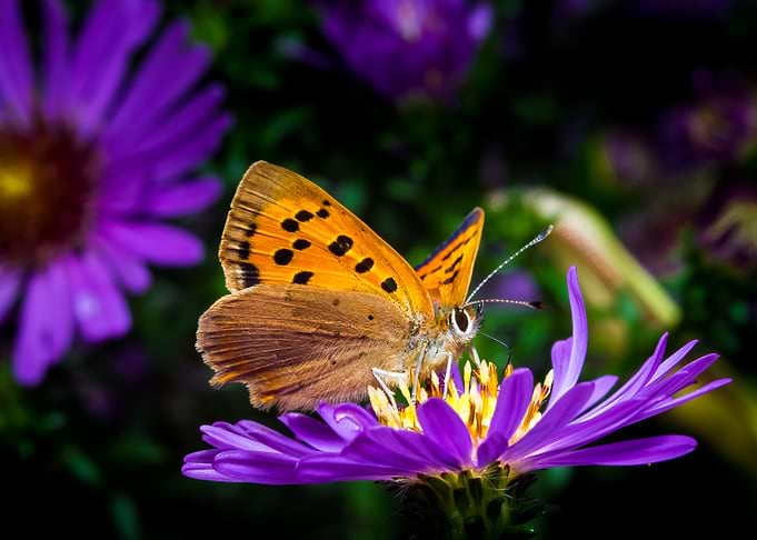 Small Copper Butterfly