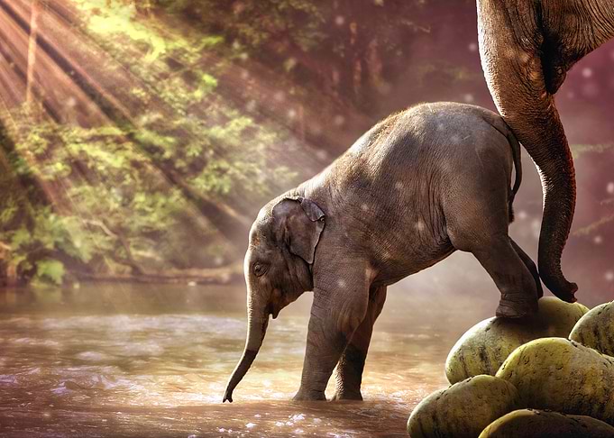 Young Elephant