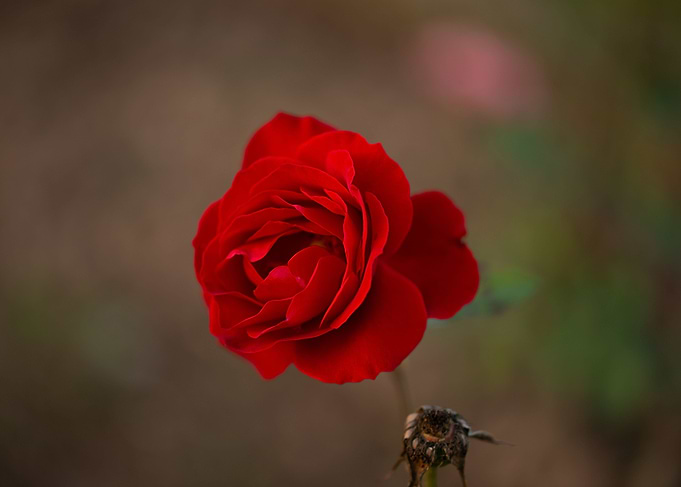 Red Rose