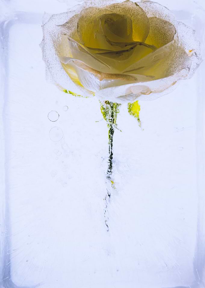 Yello white rose in ice 2