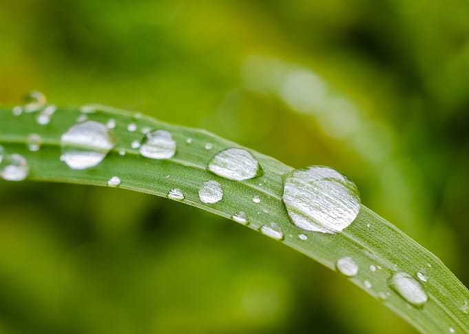 Water Drops On A Leaf