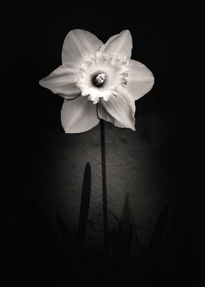 Black and White Narcisus