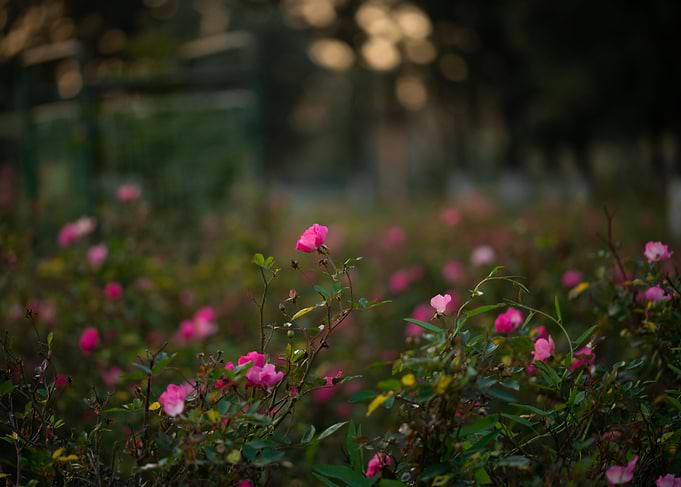 Pink Roses