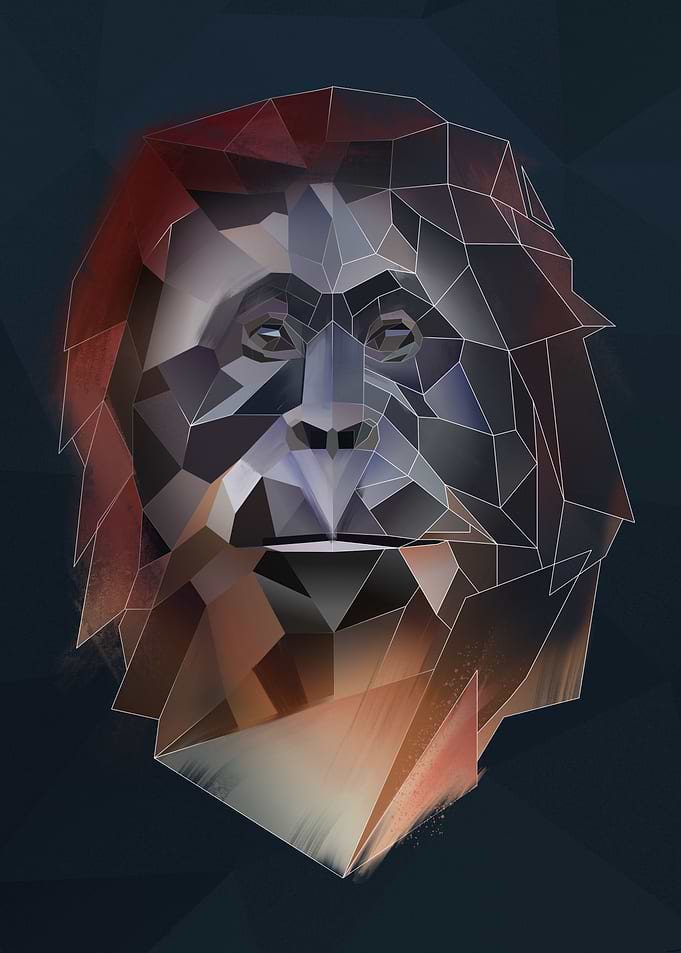 Orangutan