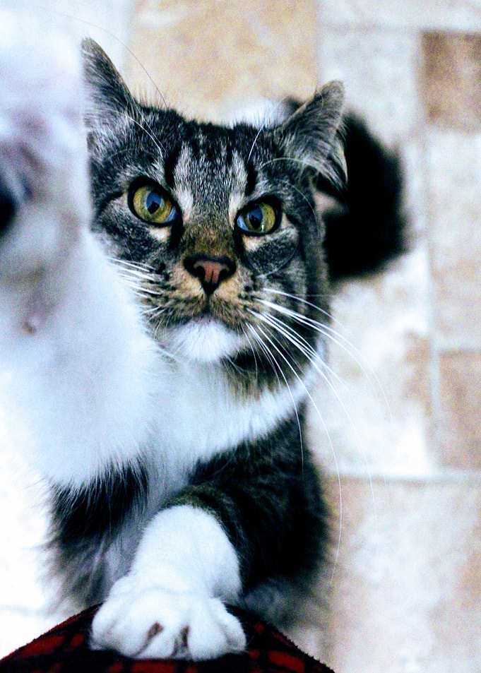 black white cat