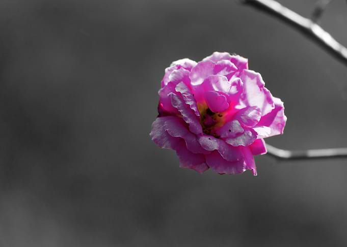Color