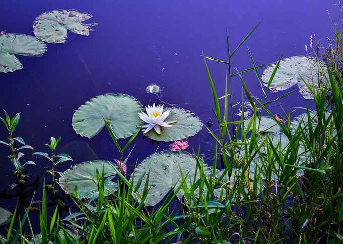 Lily