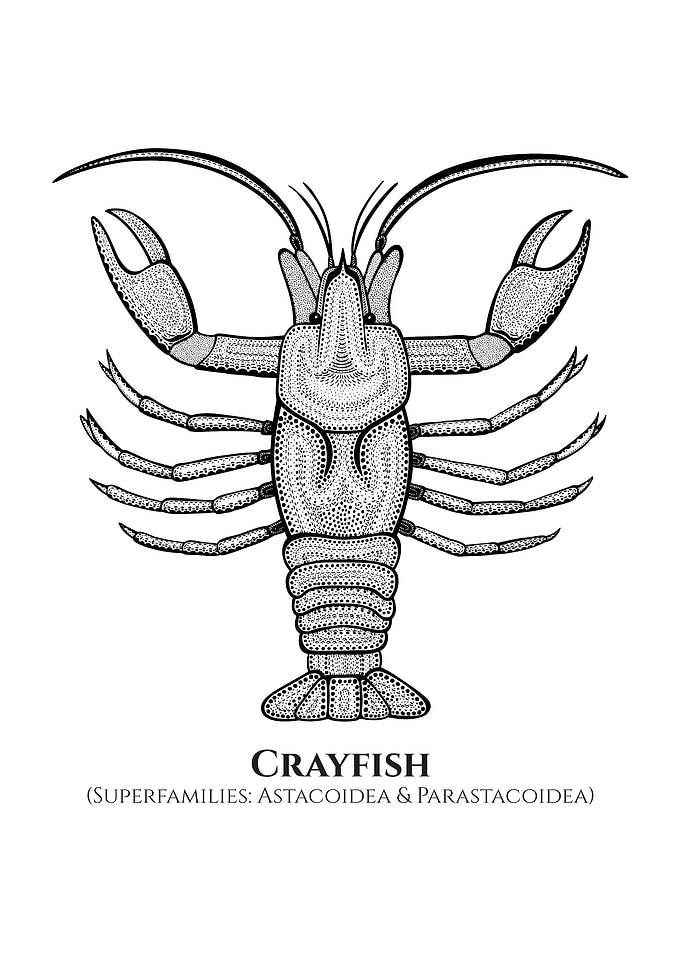 Crayfish with names
