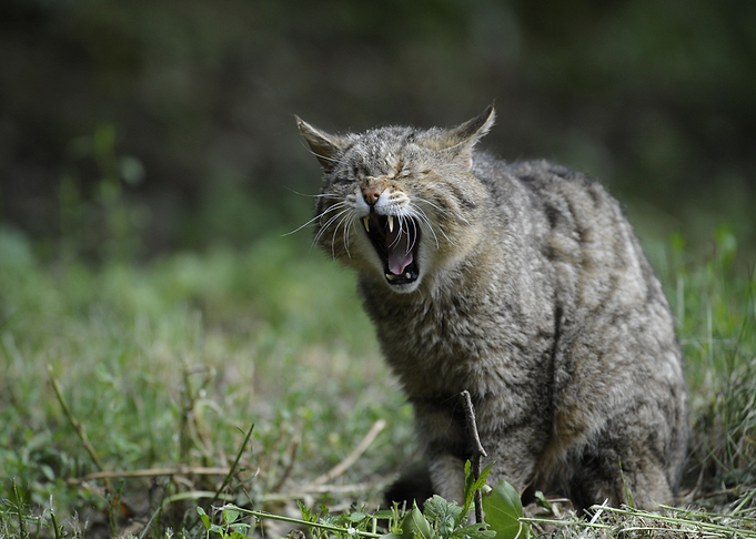 blur cat