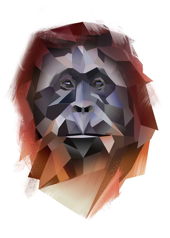 Orangutan