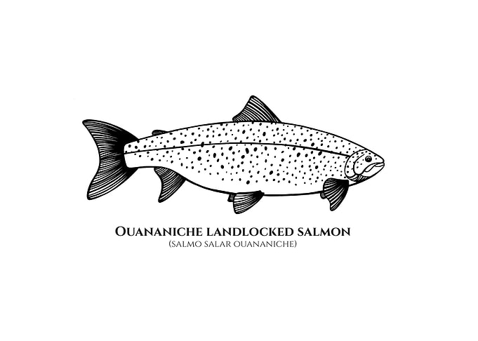 Landlocked Salmon