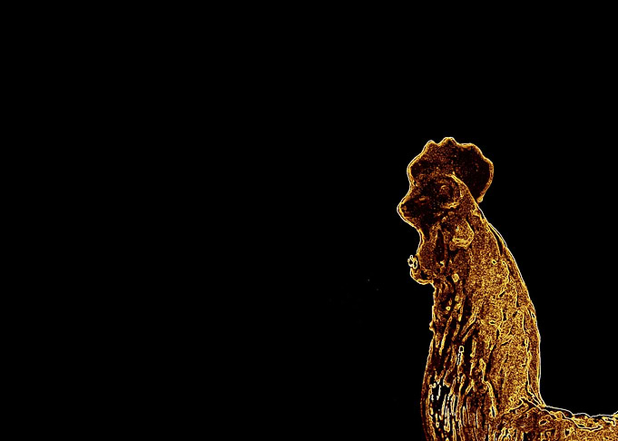 Cock Head