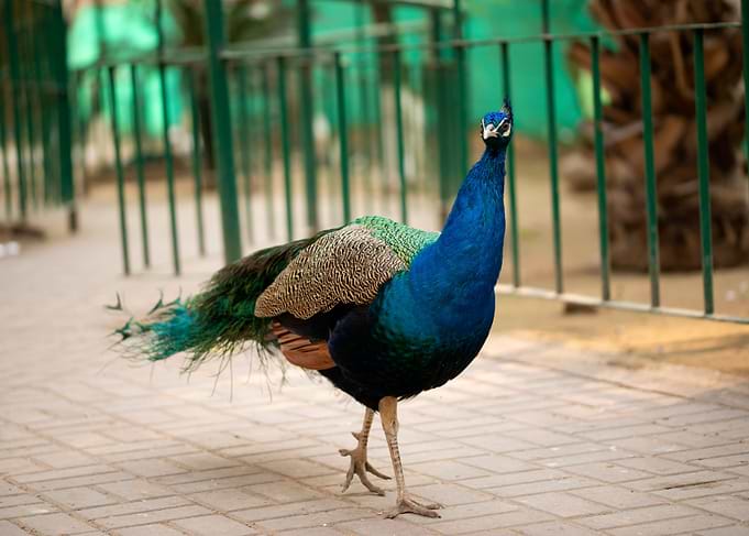 Peacock Portrait