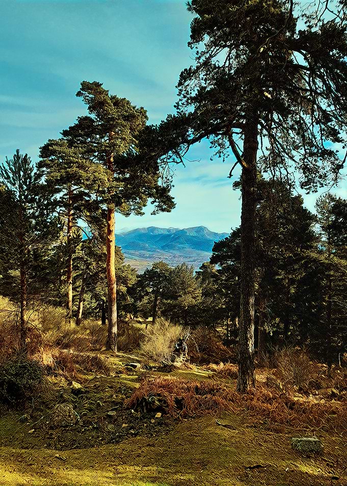 Jarosa Forest