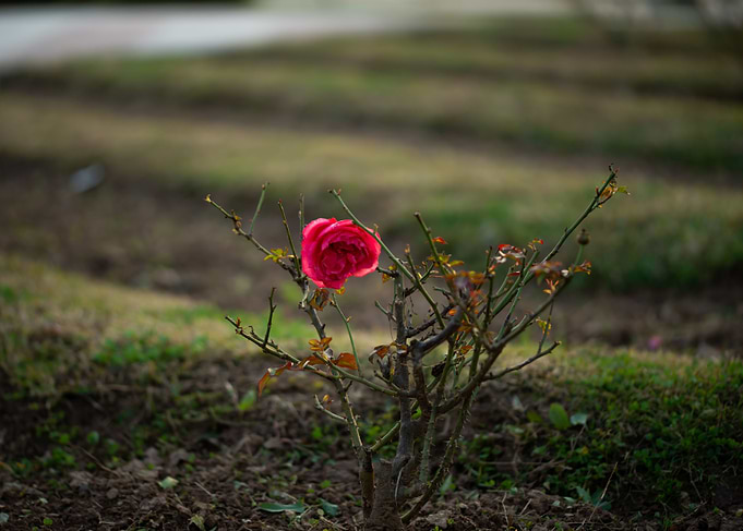 Pink Rose
