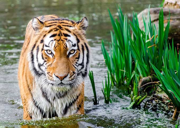 tiger half