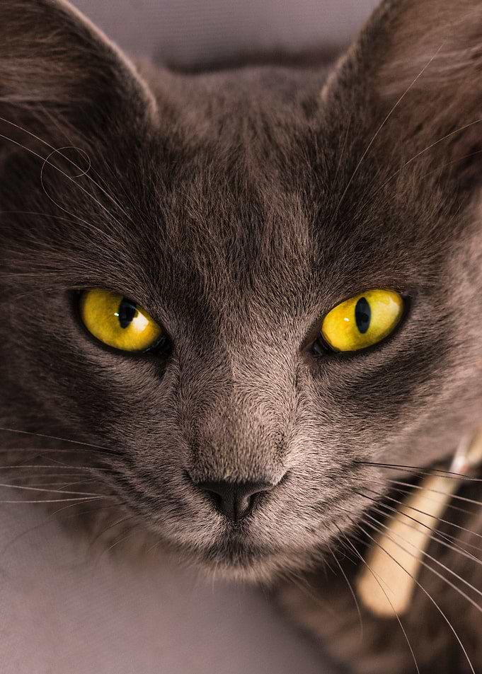 surface cat