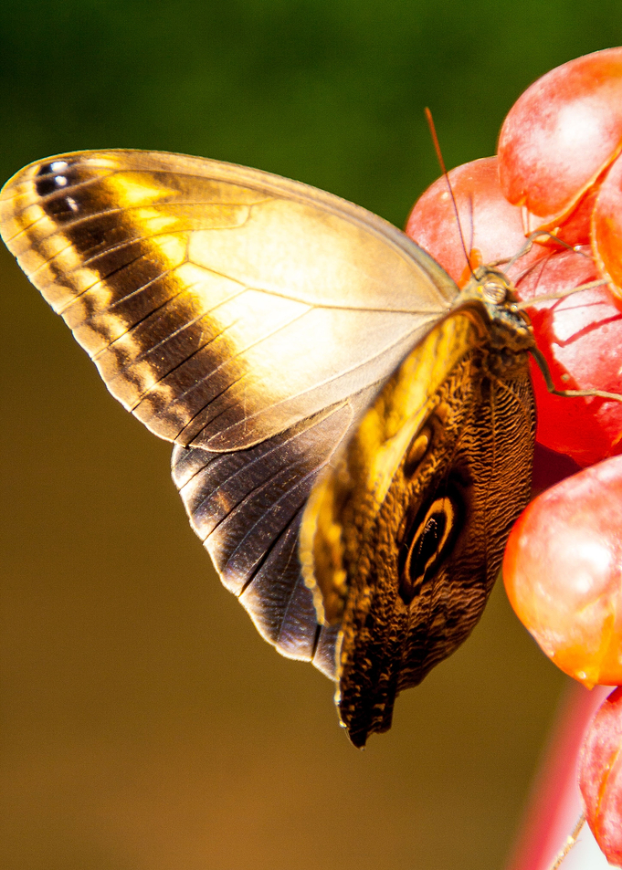 Butterfly Wings