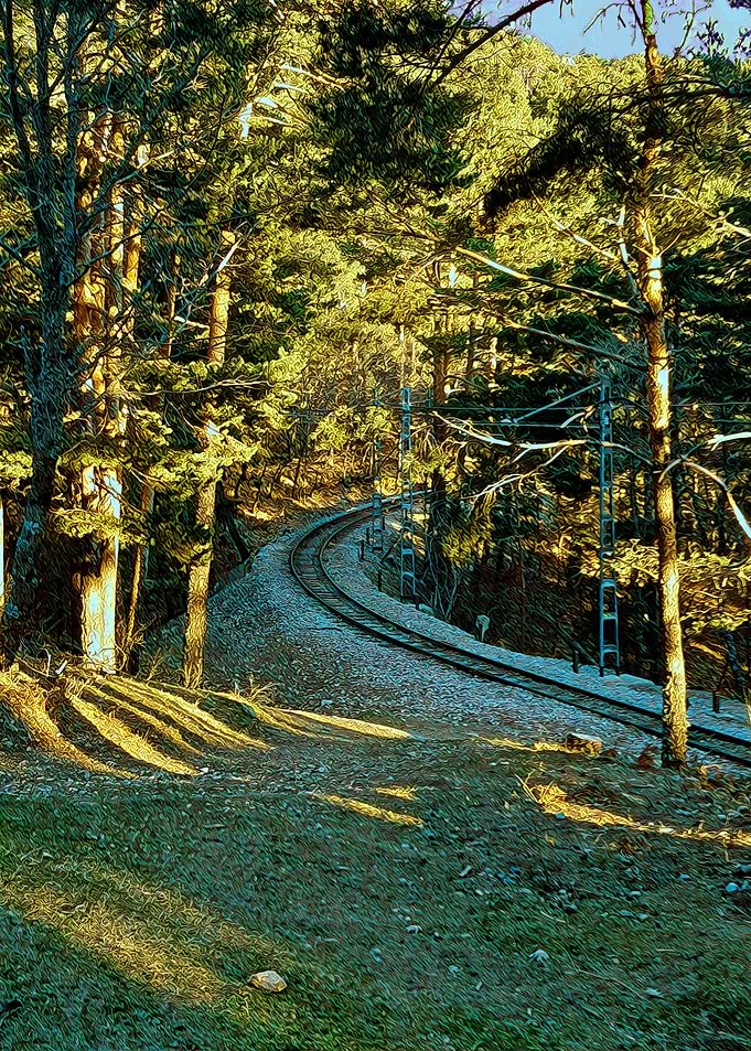 Camorritos Forest