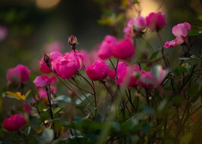 Pink Roses