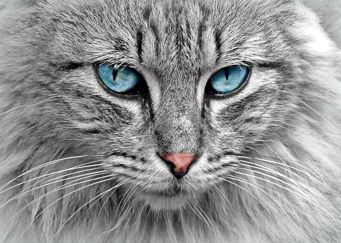 pet eyes head cat