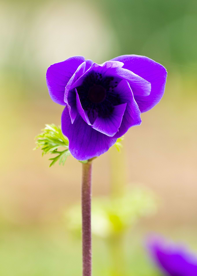 Colorful flower