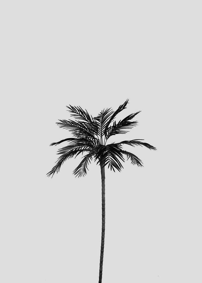 Palm tree